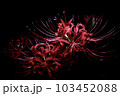 妖艶な彼岸花 103452088