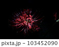 妖艶な彼岸花 103452090