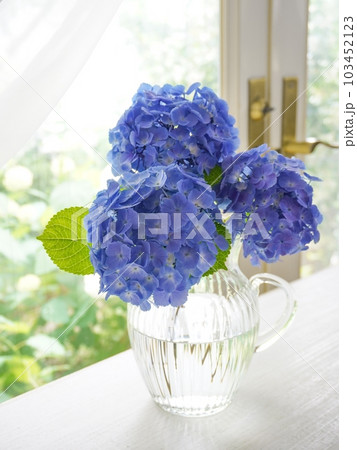 花瓶に入った青色の紫陽花 花瓶に入った青色の紫陽花 103452123