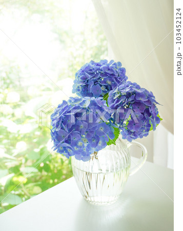 花瓶に入った青色の紫陽花の写真素材 [103452124] - PIXTA