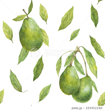 Watercolor seamless pattern with illustration of appetizing green hass avocados and leaves on white background. 103452280