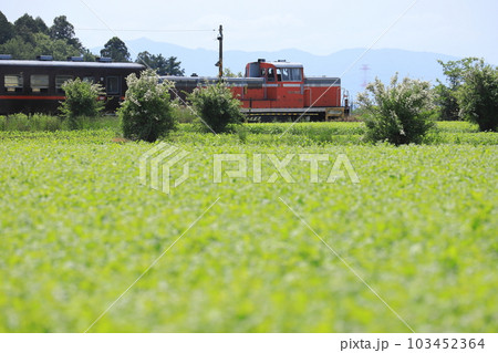 真岡鐵道「朝の陽ざしに輝く新緑の畑を行くDE10」 103452364