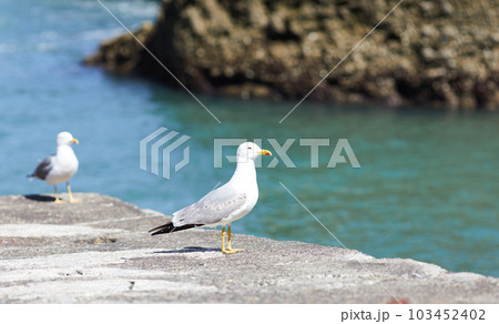 seagulls perched on the hand rail of the pier seagulls perched on the hand rail of the pier 103452402