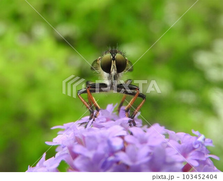 「ヤナギハナガサ」の花の上で休む「マガリケムシヒキ(♀)」:正面 「ヤナギハナガサ」の花の上で休む「マガリケムシヒキ(♀)」:正面 103452404