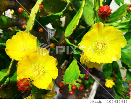 ウチワサボテンの黄色い花と真っ赤な蕾 103452415