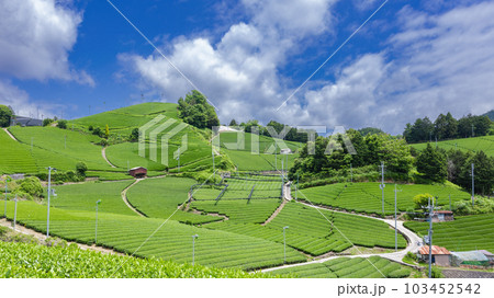 石寺の茶畑 石寺の茶畑 103452542