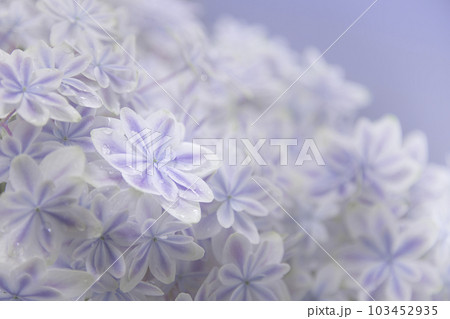 雨上がりの紫陽花 万華鏡 雨上がりの紫陽花 万華鏡 103452935