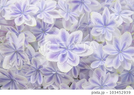 雨上がりの紫陽花 万華鏡 雨上がりの紫陽花 万華鏡 103452939