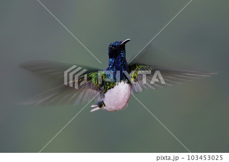ホバリングするシロエリハチドリ ホバリングするシロエリハチドリ 103453025