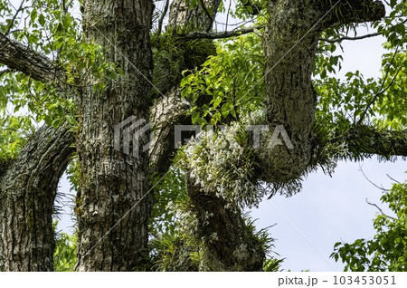 フウラン「楠木に開花」 103453051