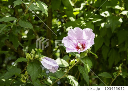 むくげ「高源寺境内」 103453052