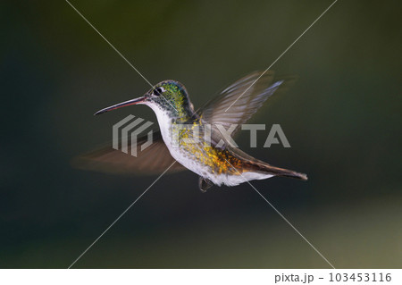 ホバリングするズアオエメラルドハチドリ 103453116