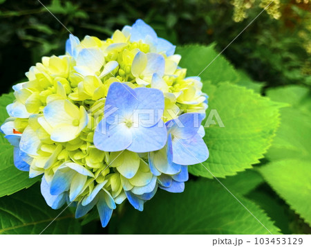 色鮮やかに咲く満開のあじさいの花 色鮮やかに咲く満開のあじさいの花 103453129