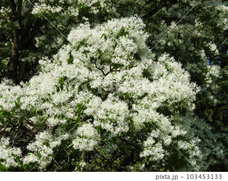 満開の「ナンジャモンジャ」の花 満開の「ナンジャモンジャ」の花 103453133