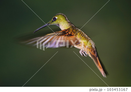ホバリングするチャムネテリハチドリ ホバリングするチャムネテリハチドリ 103453167