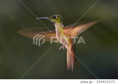 ホバリングするチャムネテリハチドリ ホバリングするチャムネテリハチドリ 103453171
