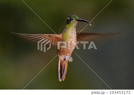 ホバリングするチャムネテリハチドリ ホバリングするチャムネテリハチドリ 103453172