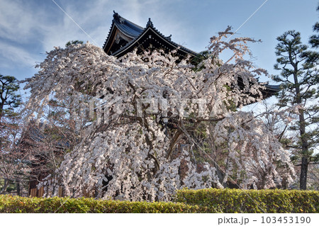 黒谷さんの山門と桜 103453190