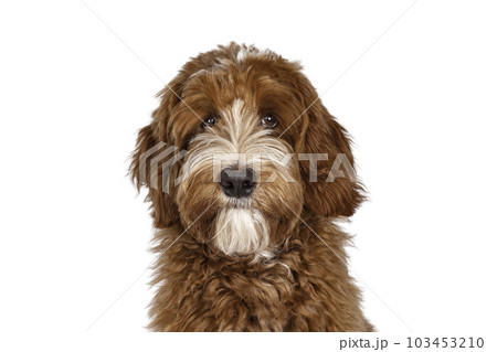 Red Labradoodle dog on white background 103453210