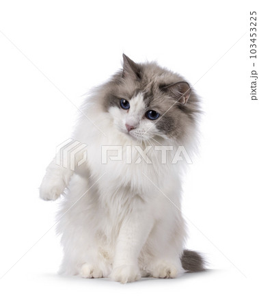 Ragdoll cat on white background Ragdoll cat on white background 103453225