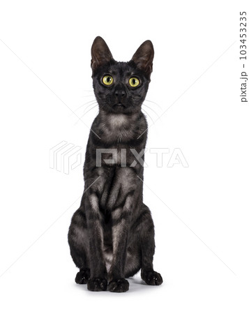 Savannah f6 cat on white background Savannah f6 cat on white background 103453235
