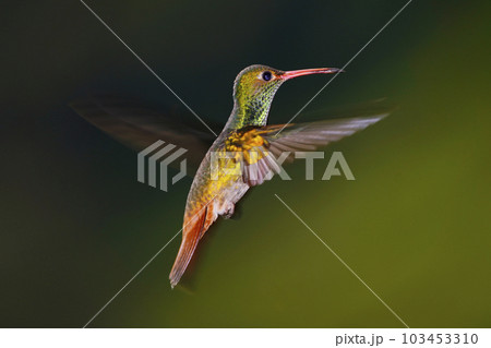 ホバリングするハイバラエメラルドハチドリ ホバリングするハイバラエメラルドハチドリ 103453310