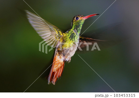 ホバリングするハイバラエメラルドハチドリ 103453315
