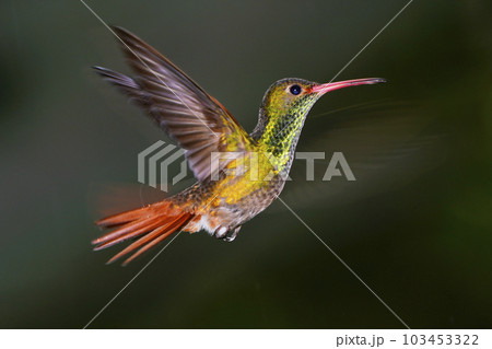 ホバリングするハイバラエメラルドハチドリ ホバリングするハイバラエメラルドハチドリ 103453322