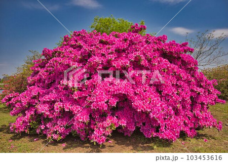 精一杯満遍なく咲いたつつじの花 精一杯満遍なく咲いたつつじの花 103453616
