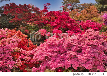 岡の尾根沿いのつつじ 岡の尾根沿いのつつじ 103453621