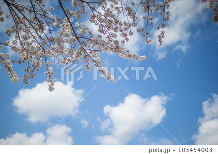 空と満開の桜 空と満開の桜 103454003