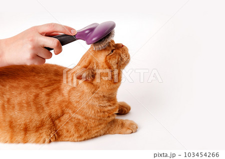 Woman combing a red british cat on white background. Cat Grooming Woman combing a red british cat on white background. Cat Grooming 103454266
