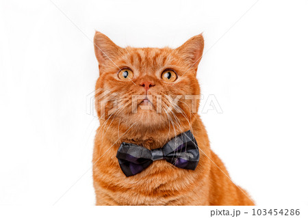 Close-up portrait of cute red cat in bow tie on a white background 103454286