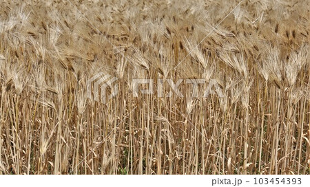 麦畑（動画あり） 103454393