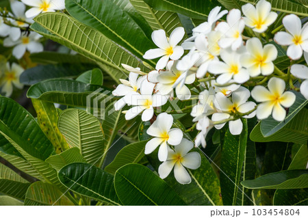White Frangipani flower Plumeria alba with green leaves 103454804