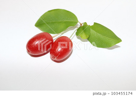 グミの実 103455174