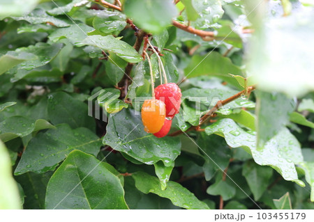 グミの木 グミの木 103455179