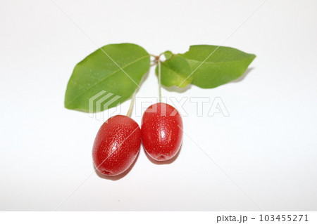 グミの実 103455271