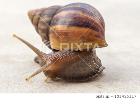 big helix snail on concrete floor close up 103455317