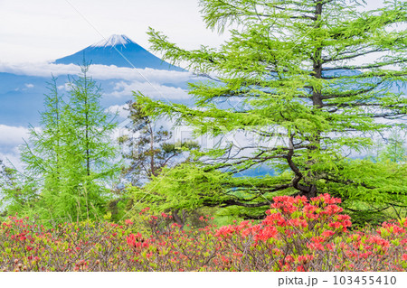 【山梨県】新緑・レンゲツツジ咲く甘利山から富士山 【山梨県】新緑・レンゲツツジ咲く甘利山から富士山 103455410