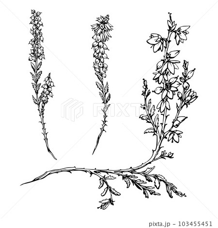 Ink hand drawn vector sketch of isolated object. Heather in bloom, shrub plant branches with flowers, buds and leaves, nature. Design for tourism, travel, brochure, wedding, guide, print, card, tattoo 103455451