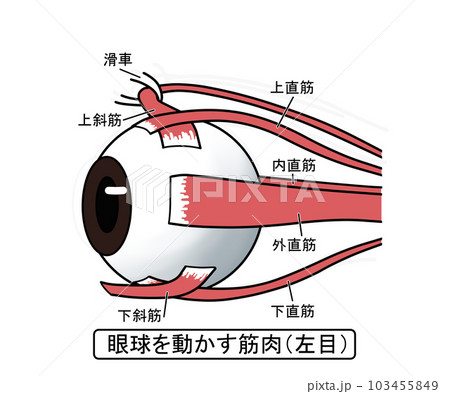 眼球を動かす筋肉 眼球を動かす筋肉 103455849