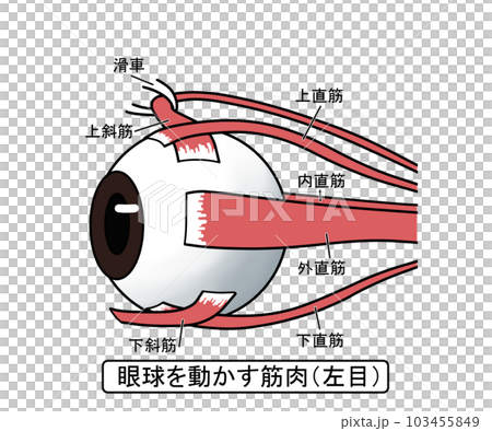 眼球を動かす筋肉 眼球を動かす筋肉 103455849