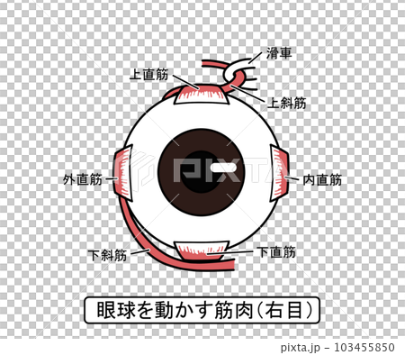 移動眼睛的肌肉 移動眼睛的肌肉 103455850