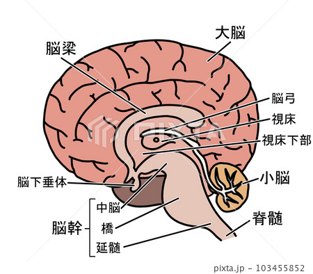 脳の解剖のイラスト素材 [103455852] - PIXTA