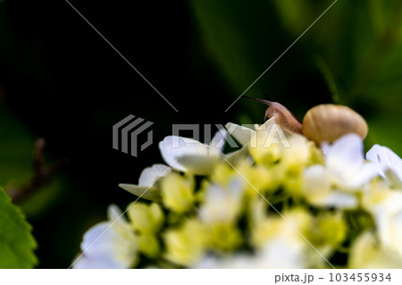 梅雨のイメージ　紫陽花とカタツムリ 103455934