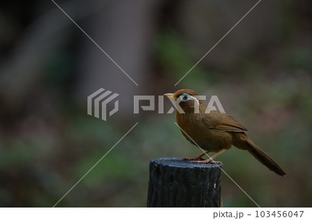 公園や森林に生息する外来種ガビチョウ 103456047