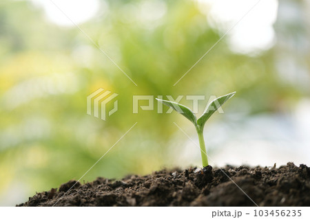 Small growing plant sprout growing Small growing plant sprout growing 103456235