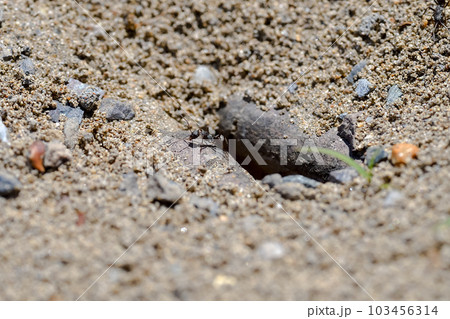 働きアリ 103456314