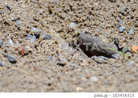 働きアリ 103456315